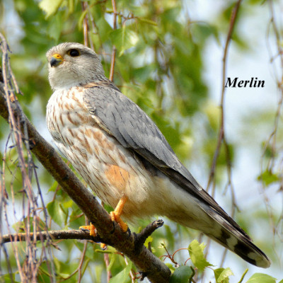 Merlin